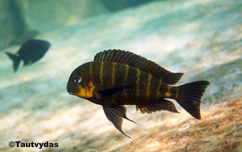 Tropheus sp. 'mpimbwe' Katondo Point